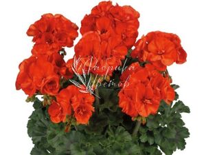 Пеларгония Крупноцветковая Dolce Vita Sylvia orange 1 кашпо 25см (3 растения)