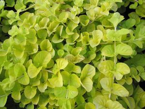Лизимахия Golden Foliage 1 растение (горшок Р9)