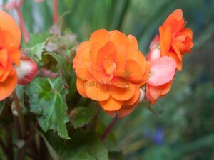 Бегония Крупноцветковая Primary Orange 1 растение (горшок Р11)