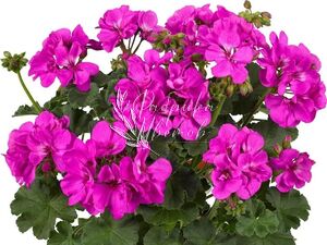 Пеларгония Крупноцветковая Dolce Vita Evi 1 растение (горшок Р11)