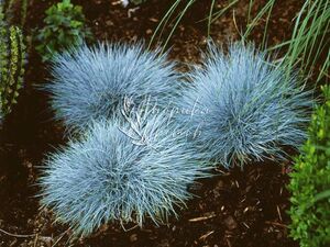 Овсяница glauca Elijah Blue 1 растение (горшок Р11)