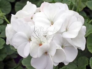 Пеларгония Крупноцветковая Dolce Vita Erika white 1 растение (горшок Р11)