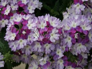 Вербена Ампельная Compact Bicolor Purple 1 растение (горшок Р11)
