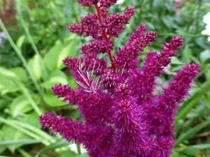 Астильба китайская Purple Glory 1 растение (горшок С3)