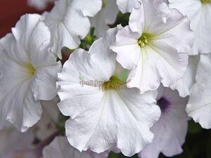 Петуния Ампельная Fanfare White 1 растение (горшок Р9)