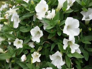 Петуния Ампельная Surfinia Table White 1 растение (горшок Р9)
