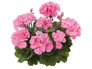 Пеларгония Крупноцветковая Dolce Vita Anna pink 1 кашпо 25см (3 растения)