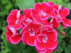 Пеларгония Крупноцветковая Dolce Vita Claudio rose 1 растение (горшок Р11)