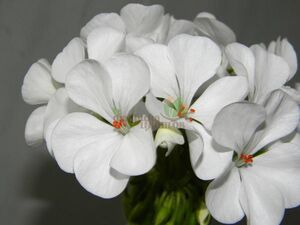 Пеларгония Apache White 1 растение (горшок Р9)