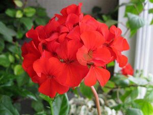 Пеларгония Apache Red 1 растение (горшок Р9)