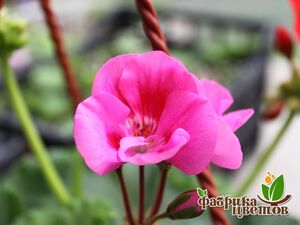 Пеларгония Apache Pink 1 растение (горшок Р9)