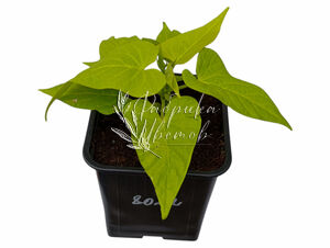 Ипомея Lime 1 растение (горшок Р11)