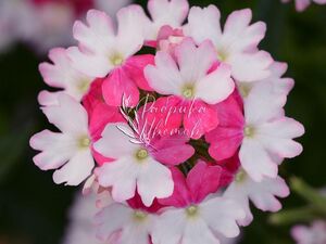 Вербена Ампельная Compact Bicolor Rose 1 растение (горшок Р11)