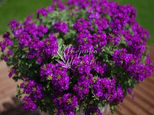 Вербена Ампельная Compact Violet 1 растение (горшок Р11)