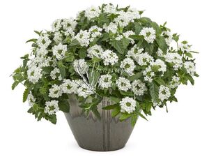 Вербена Ампельная Compact White 1 растение (горшок Р11)