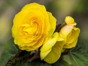 Бегония Крупноцветковая Primary Yellow 1 кашпо 25см (3 растения)