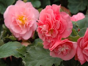 Бегония Крупноцветковая Primary Rose 1 растение (горшок Р11)