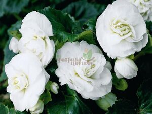 Бегония Крупноцветковая Primary White 1 растение (горшок Р11)
