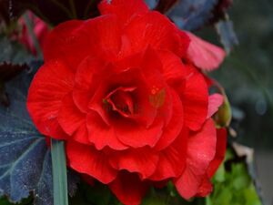 Бегония Крупноцветковая Primary Scarlet 1 растение (горшок Р11)