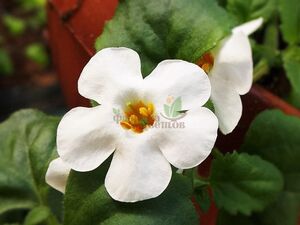 Бакопа Gulliver White 1 растение (горшок Р9)