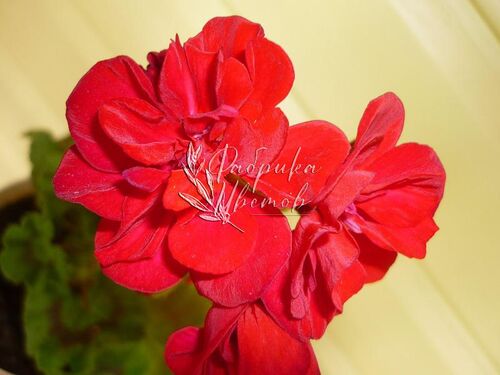 Пеларгония Крупноцветковая Dolce Vita Gisela red