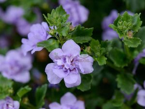 Бакопа Double Indigo Blue