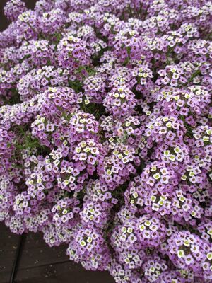 Лобулярия Ампельная Bicolor Lilac арт.8189