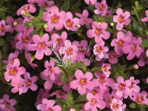 Бакопа Great Pink 1 растение (горшок Р9)