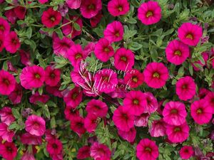 Калибрахоа Nio Pink 1 растение (горшок Р9)
