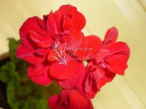Пеларгония Крупноцветковая Dolce Vita Gisela red 1 растение (горшок Р11)