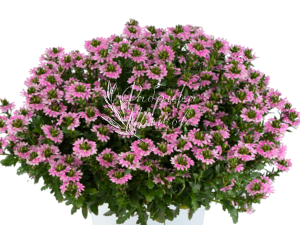 Сцевола Touch Baby Pink 1 растение (горшок Р11)