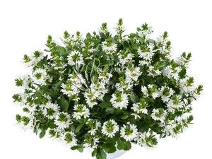 Сцевола Touch White 1 растение (горшок Р11)