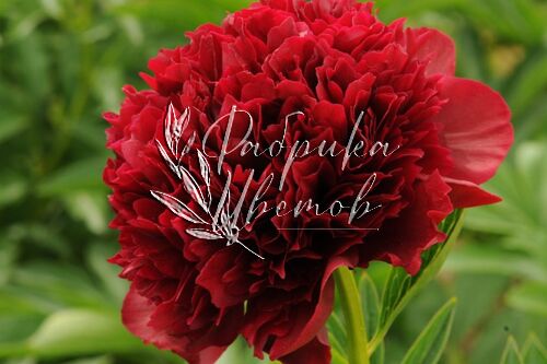 Пион травянистый Red Sarah Bernhardt