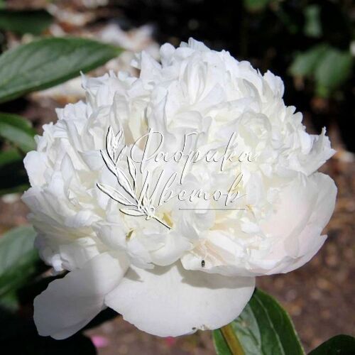 Пион травянистый White Sarah Bernhardt