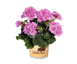 Пеларгония Savannah Lavender Splash 1 растение (горшок Р11)