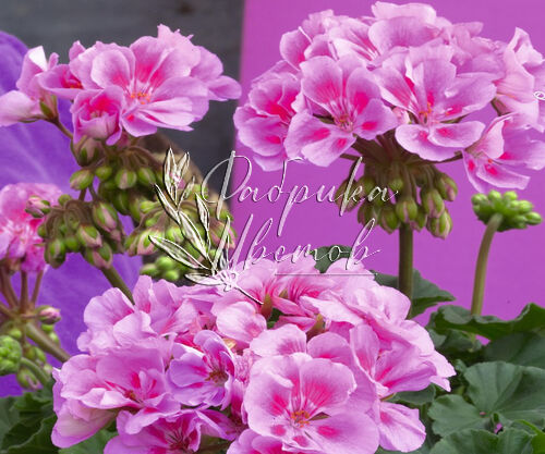 Пеларгония Savannah Lavender Splash
