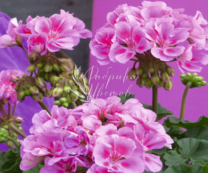 Пеларгония Savannah Lavender Splash